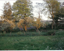 Orchard