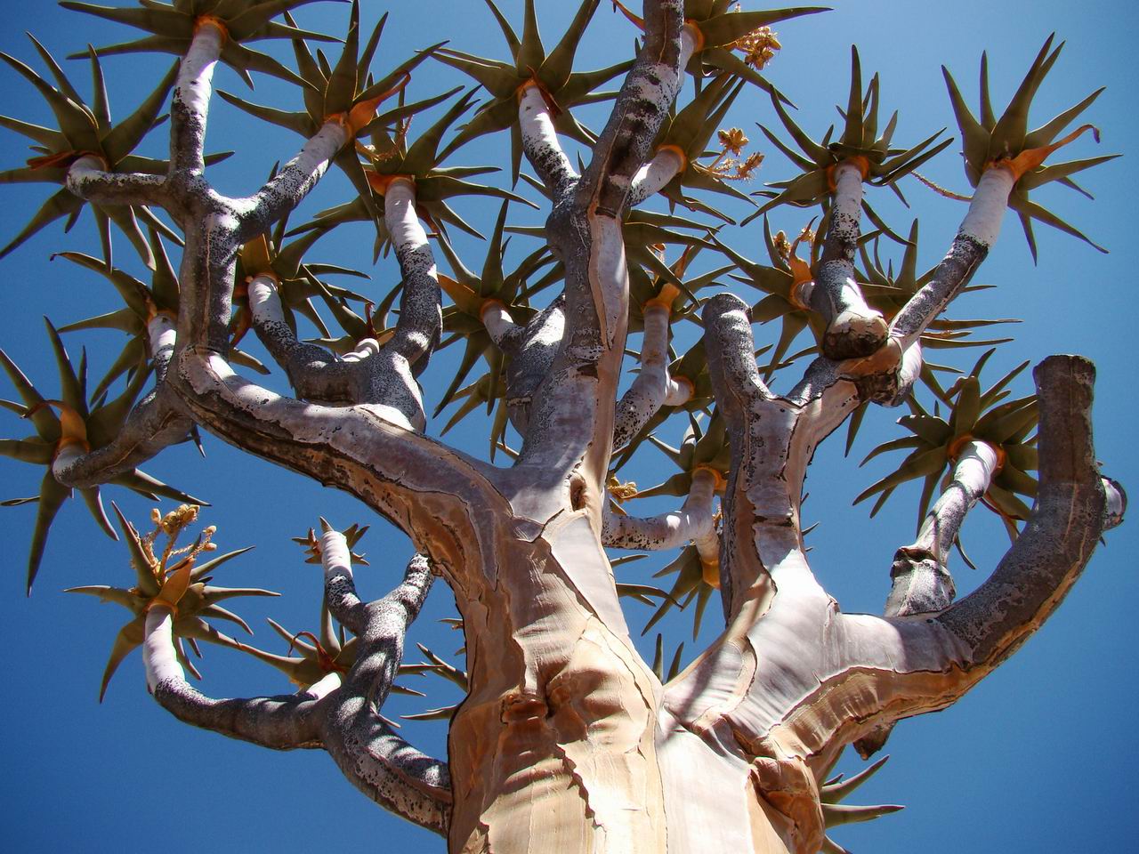 [#132-Aloé+dichotoma,+l'arbre+à+carquois+est+un+aloés+dans+le+désert+du+Namib.JPG]