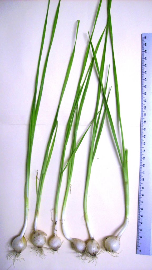 El Fogón de Leña: Cebolla silvestre.