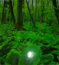 GREEN WOODS
