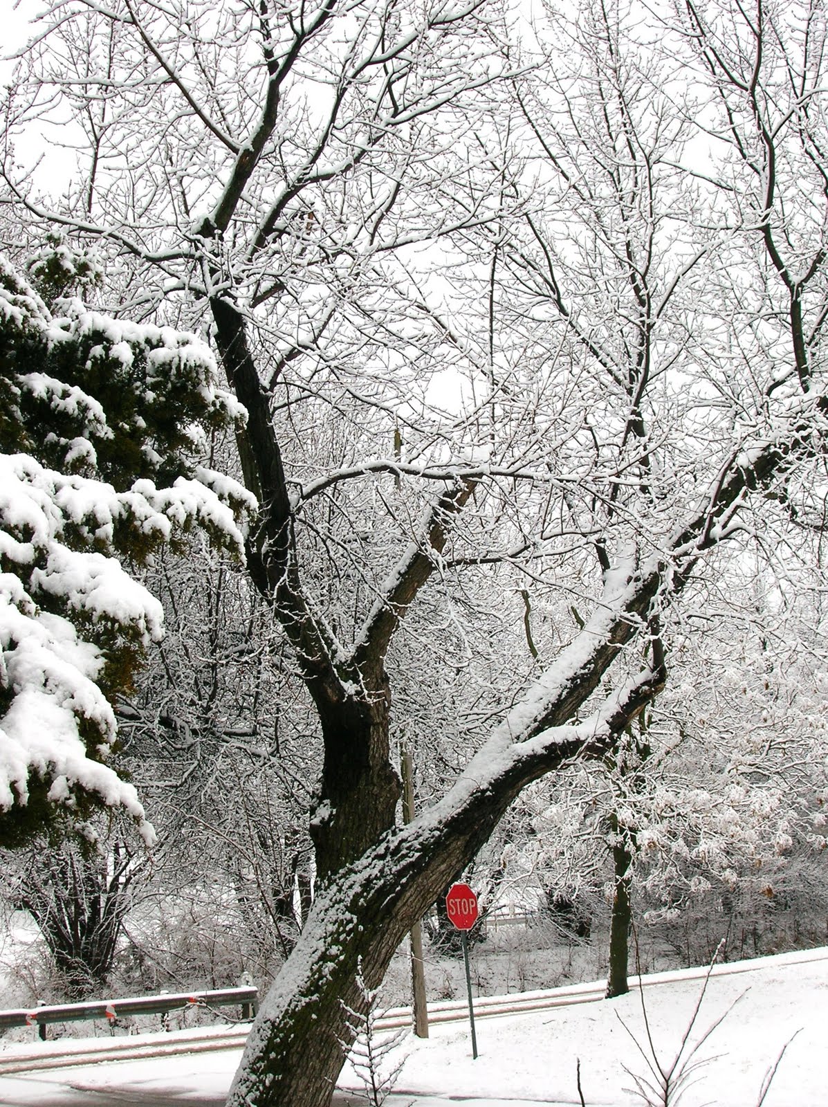 [Snow1_02.08.10.jpg]