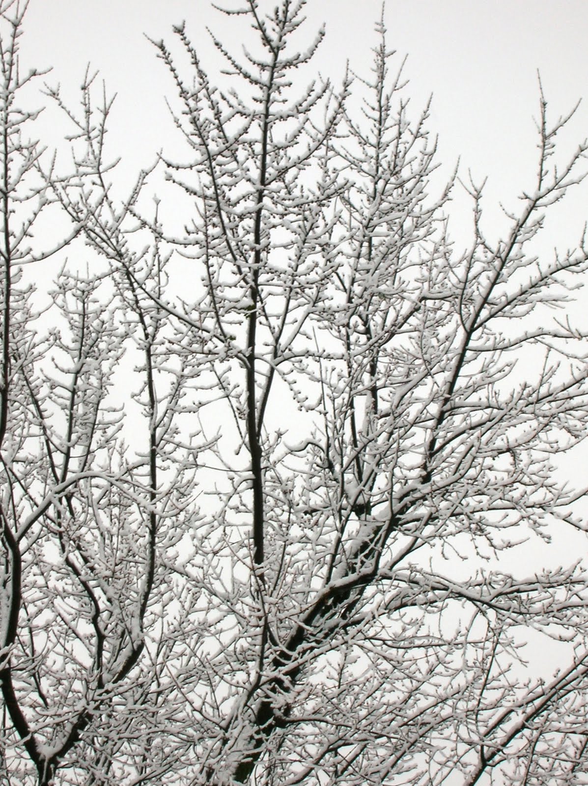 [Snow4_02.08.10.jpg]