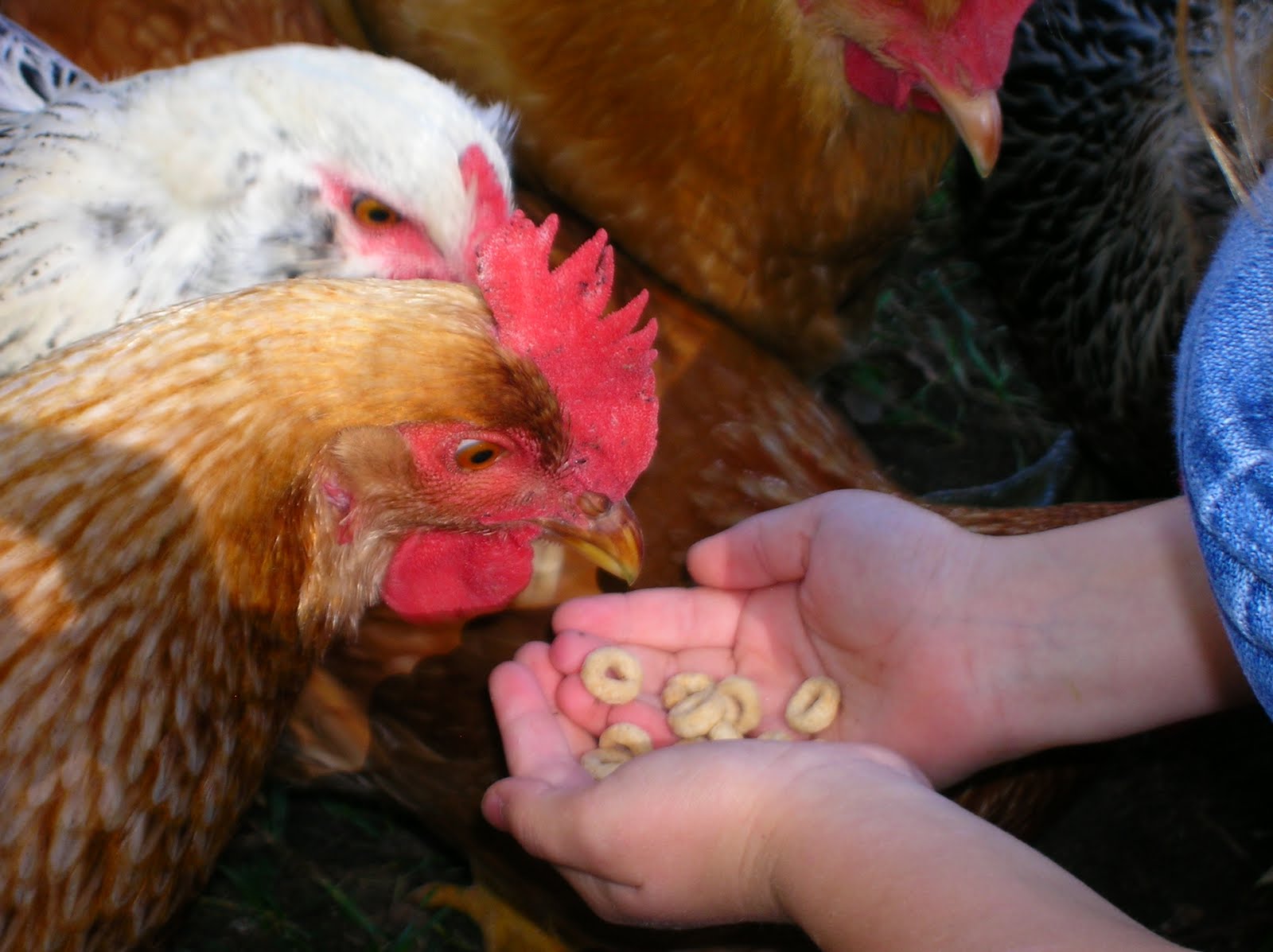 [chicken_cheerios.jpg]