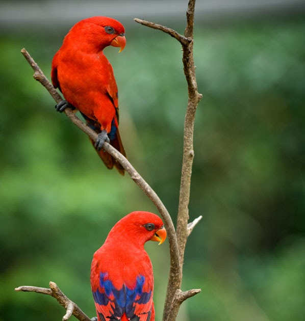 Last Flight Out Photography A Couple of Birds Flew Into Our Yard