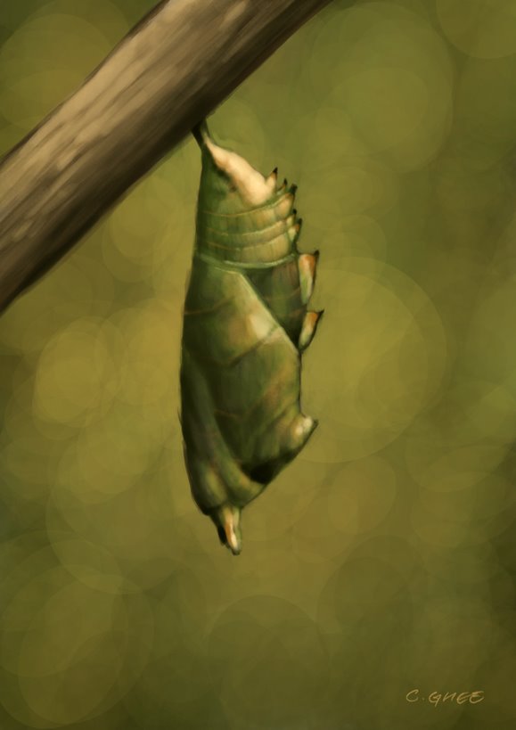 [cocoon.jpg]