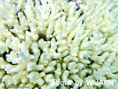 ปะการังฟอกขาว - Coral bleaching