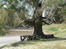 Darling River at Wilcannia, August 2005