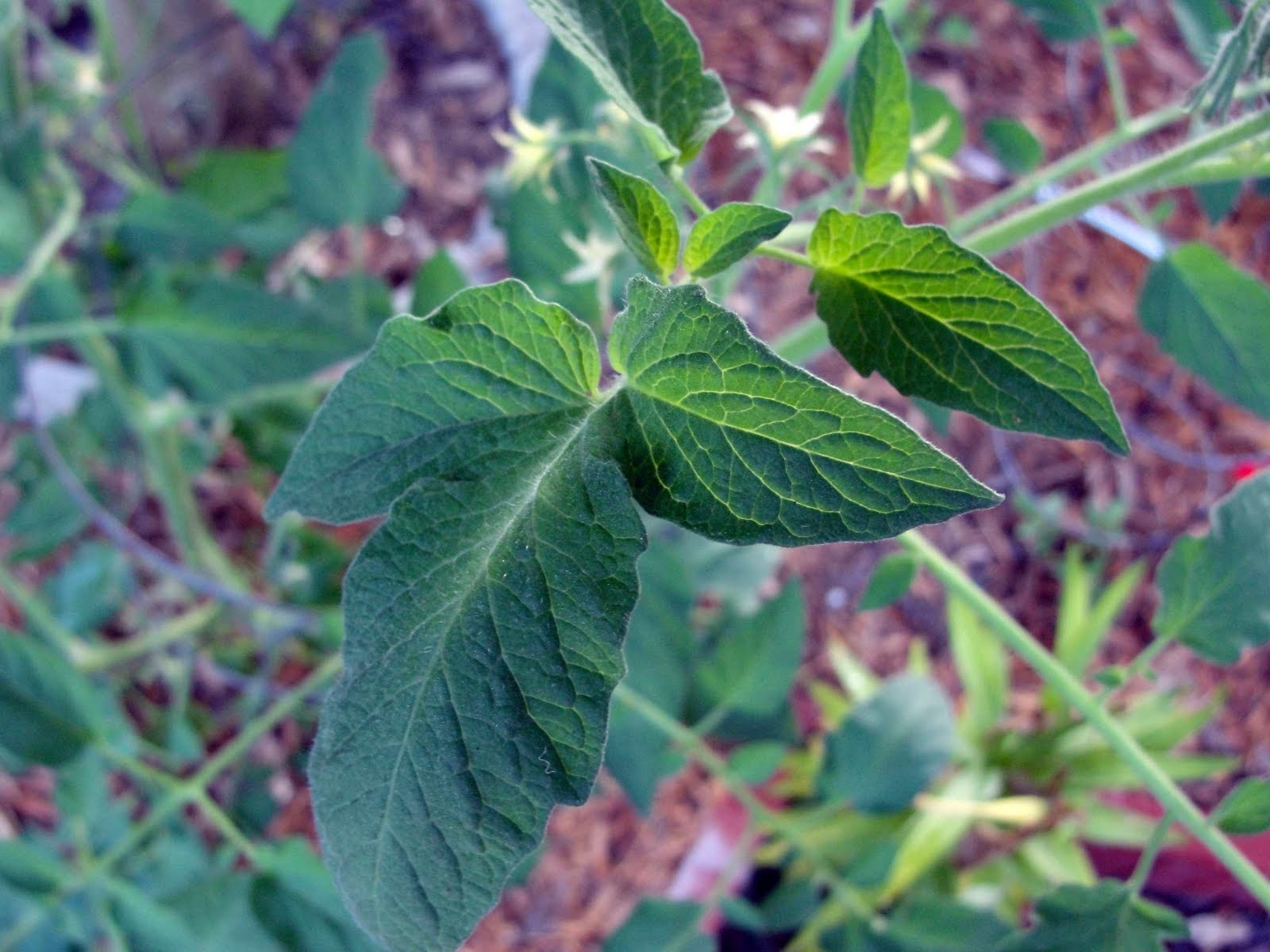 The Secret Pepper Society 500 AM Gardener