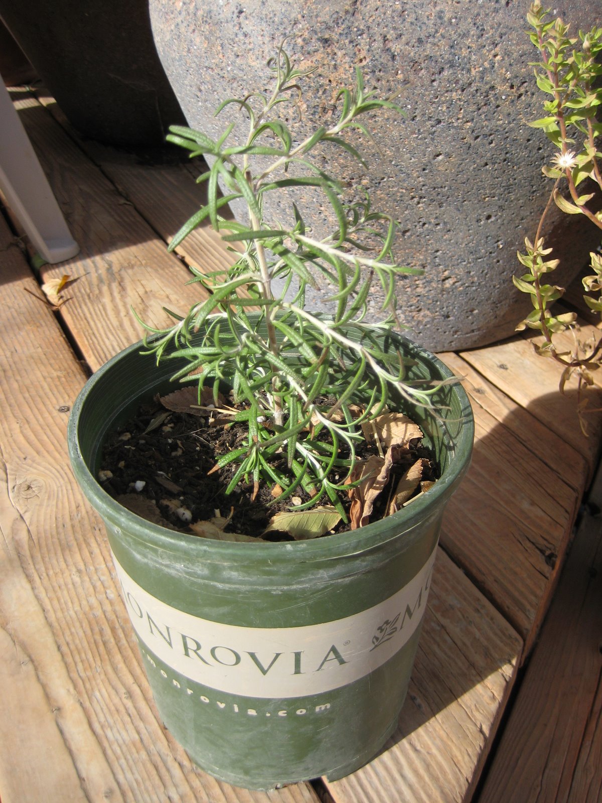 On the garden path Rosemary 'Arp'
