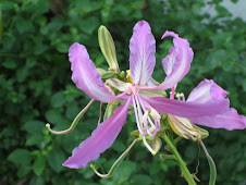 Bauhinia