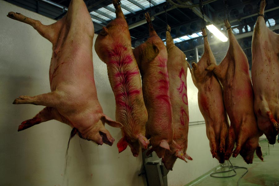 [matadero_cerdos_01_23.jpg]