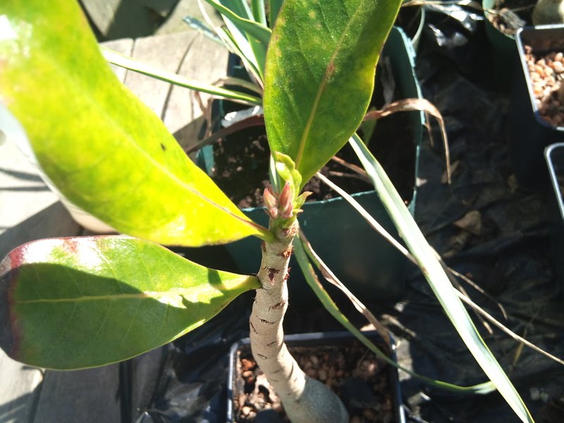Plant Zone Adenium arabicum Flower Buds?