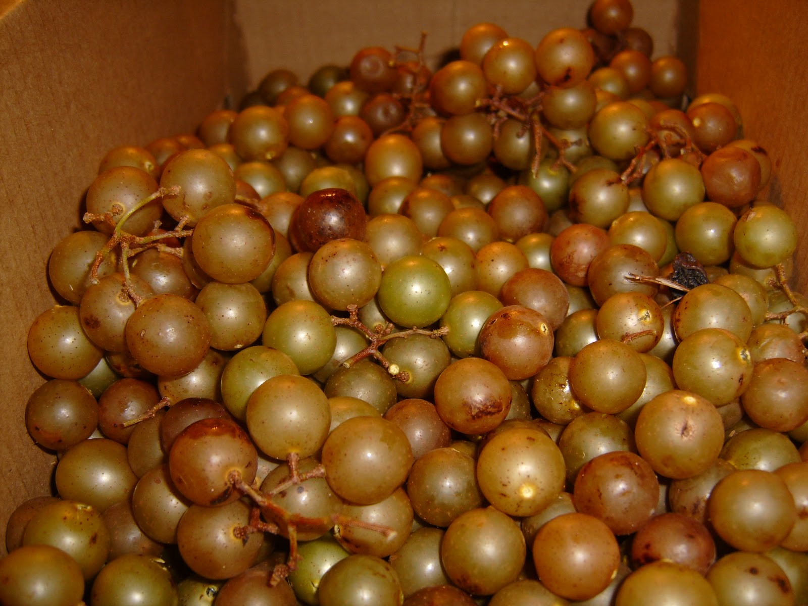 The Artful Omnivore SCUPPERNONG, NORTH CAROLINA'S OFFICIAL STATE FRUIT