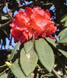 Rhododendron Flower(National Flower of Nepal)