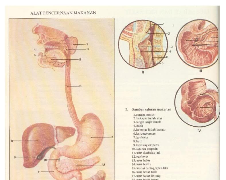 39+ Struktur Alat Pencernaan Makanan Pada Manusia Images