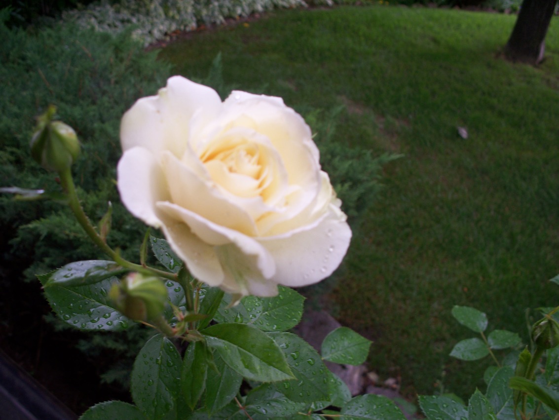 [White+Rose.JPG]