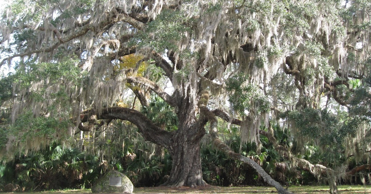 The Pages of Flagler County Fairchild Oak tree