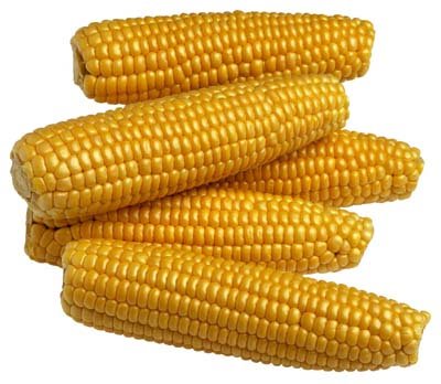 [corn-04.jpg]