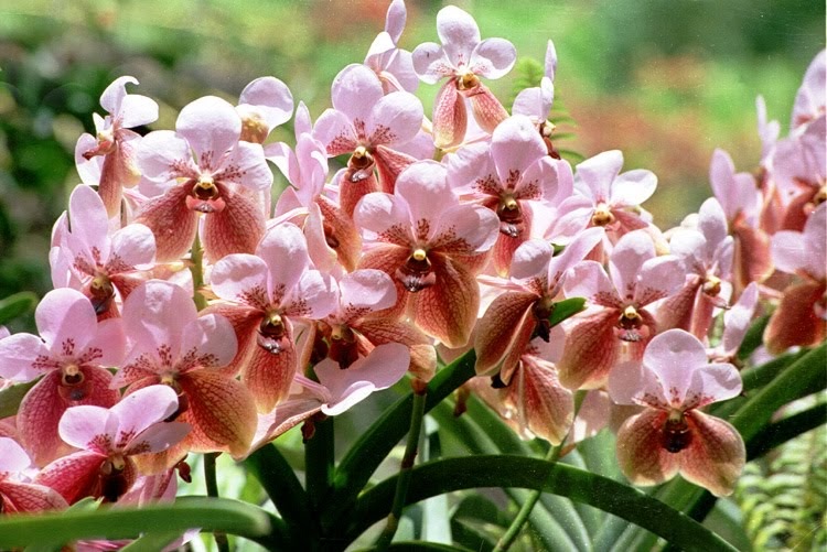DAVAO CITY PARADISE INTHE EAST WALING WALING THE QUEEN OF ORCHIDS