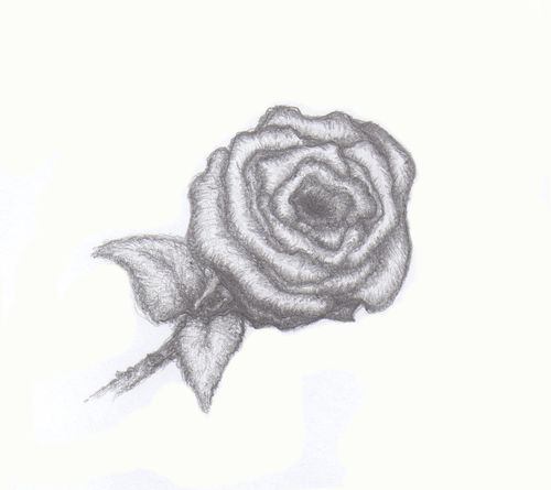 Róża ( ołówek ) A5