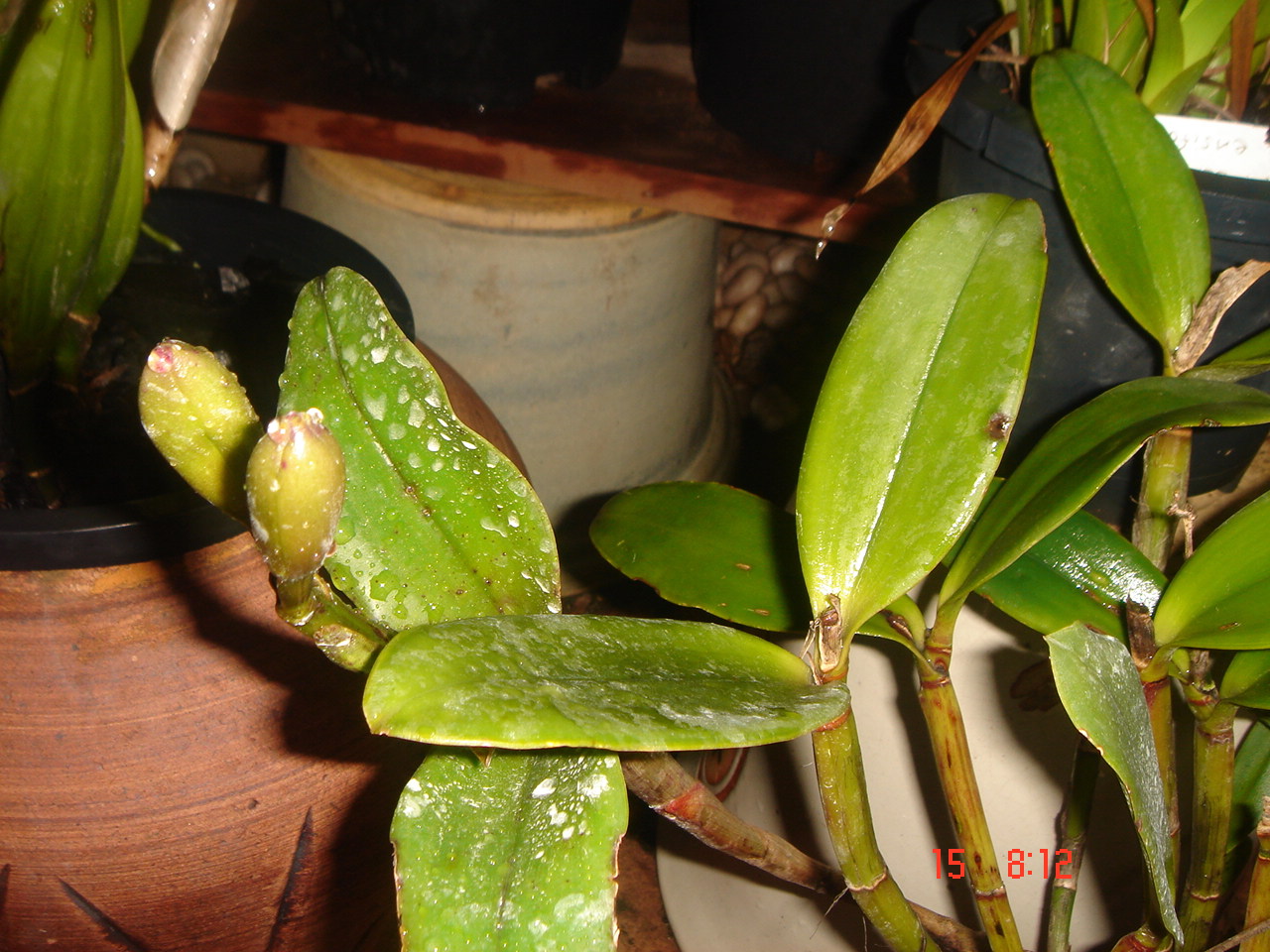 [DSC07835.JPG]