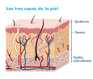 cacho de piel
