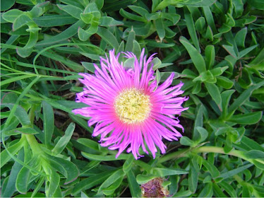 Carpobrotus edulis