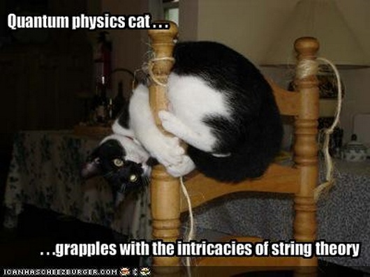 lost lolcat