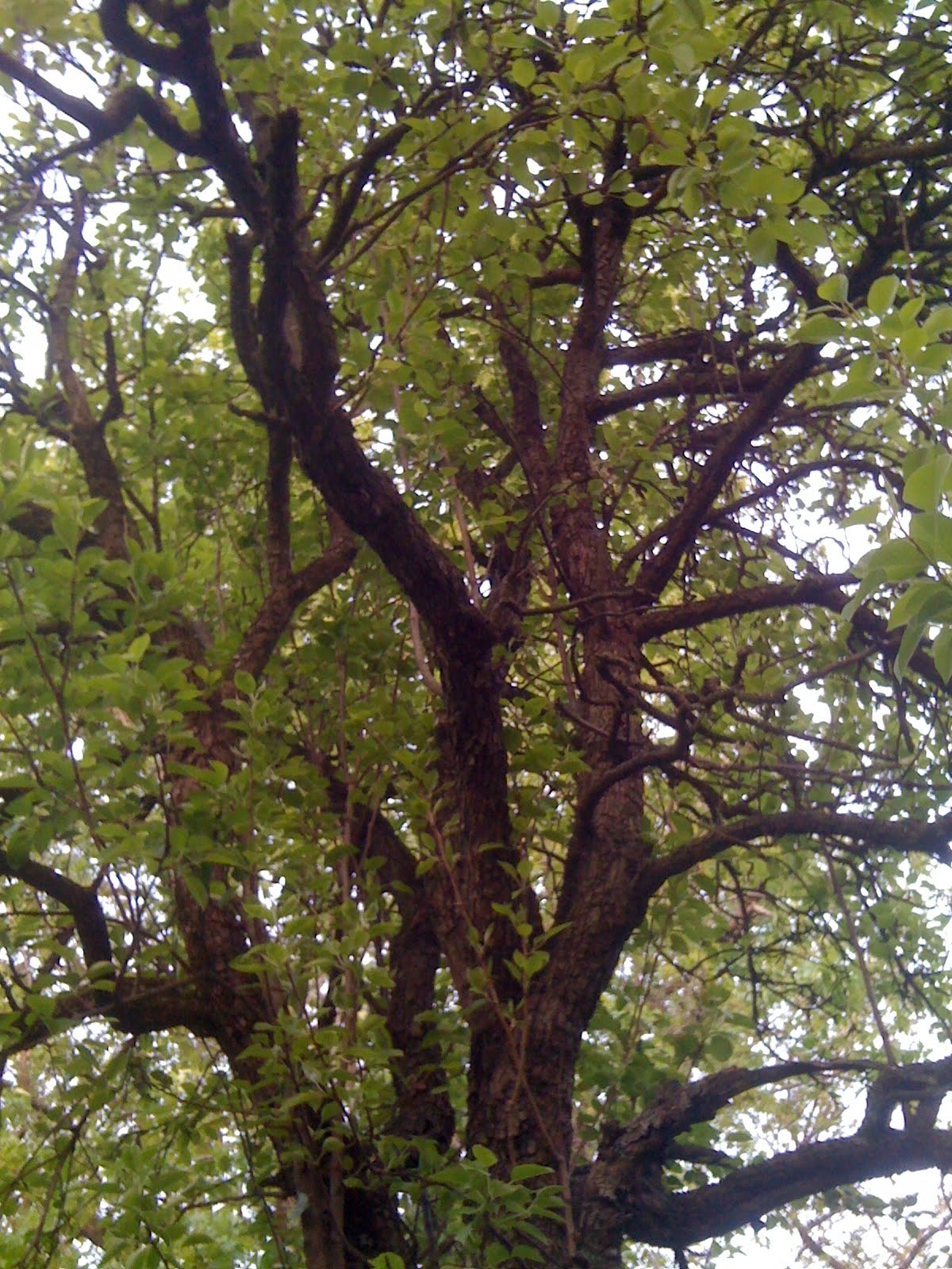 Tree Close Up