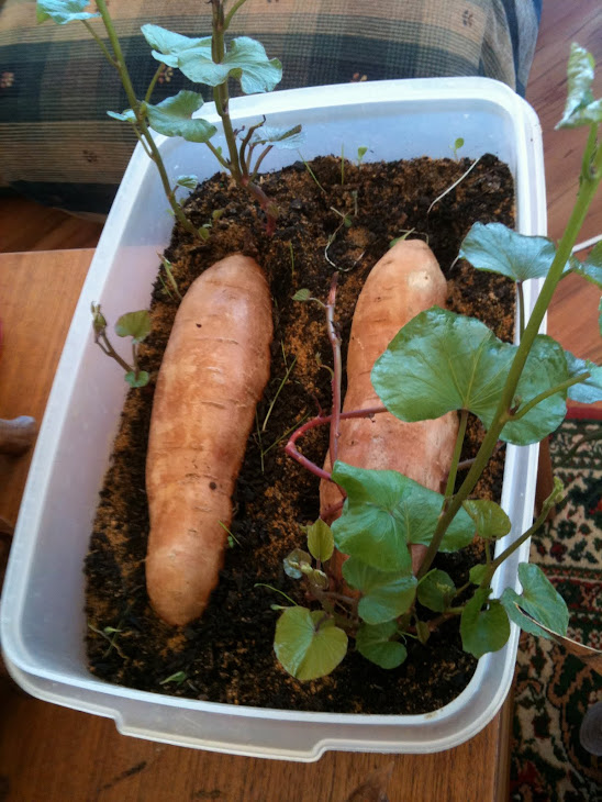 Sweet Potato Sprouting Indoors