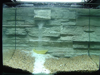 aquatic eden aquascaping aquarium