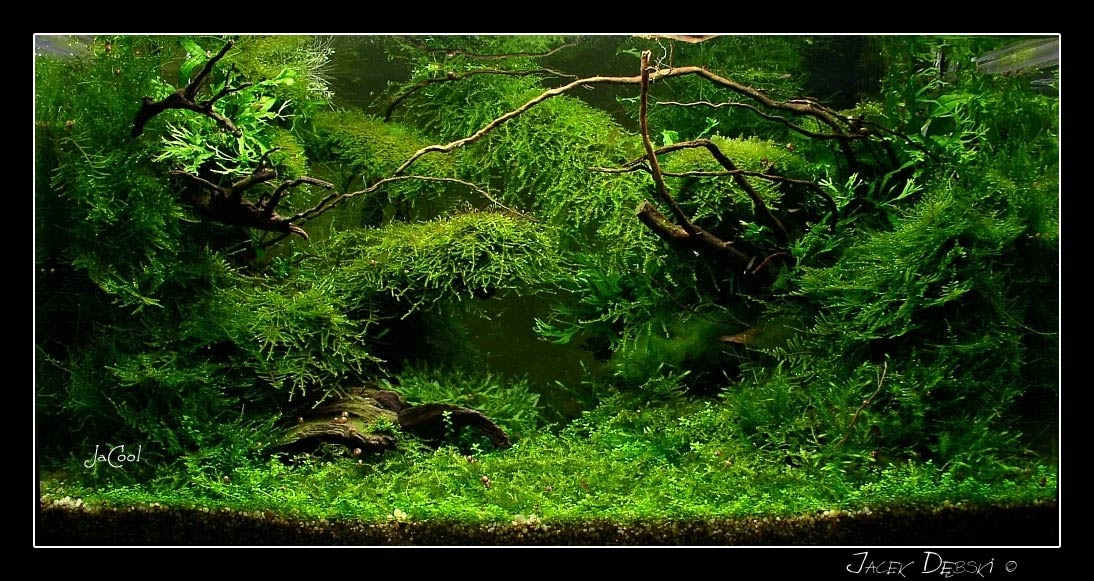 Aquatic Eden Aquascaping Aquarium Blog