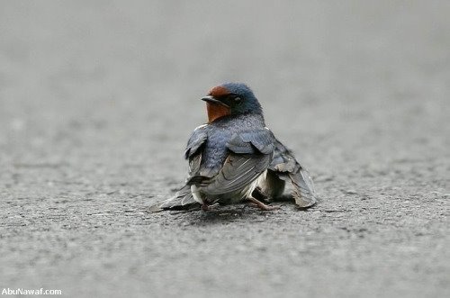 [pajaro-1.jpg]