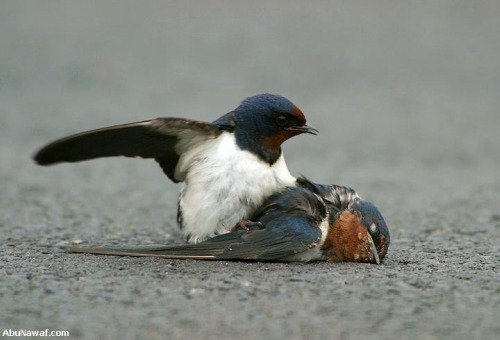 [pajaro3.jpg]