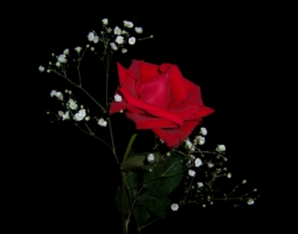 A Single Red Rose