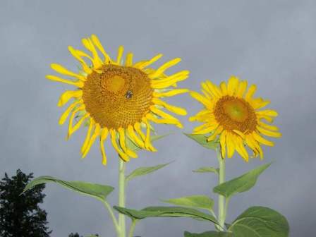sunflowers and bee