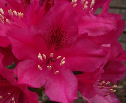 dark pink azalea