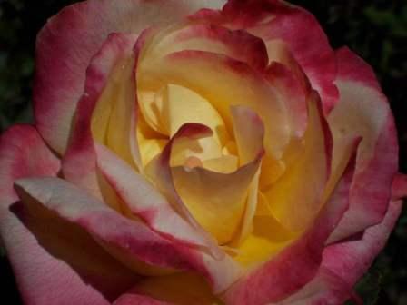 rose from the Biltmore rose garden