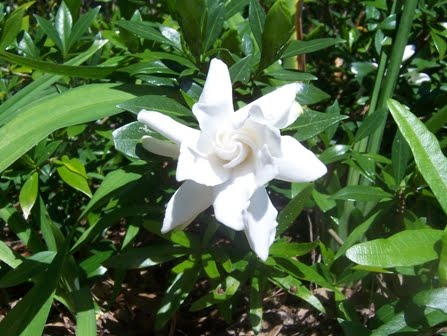 Fragrant Gardenia