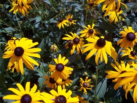 brown eyed susan and honey bee