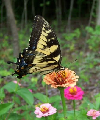 Polikwaptiwa (butterfly sitting on a flower)