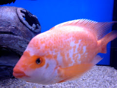 Cichlids