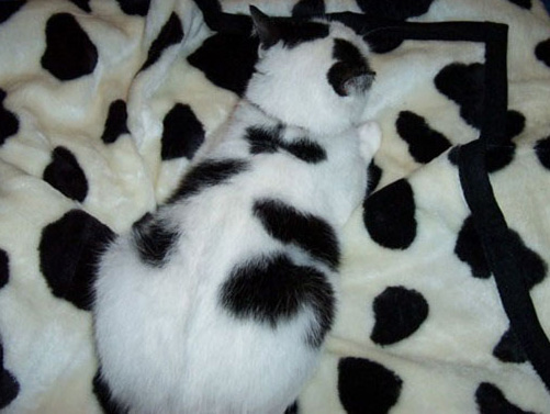 [camocat1.jpg]