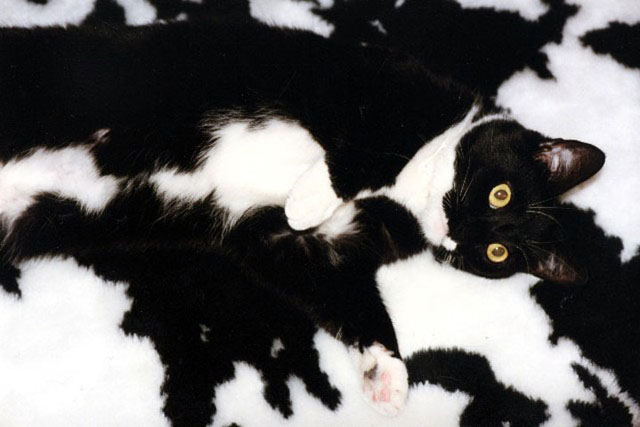 [camocat2.jpg]