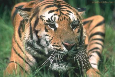 [tigerface-thumbnail.jpg]
