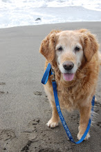 My beach day with Golden Samantha and her mom and dad