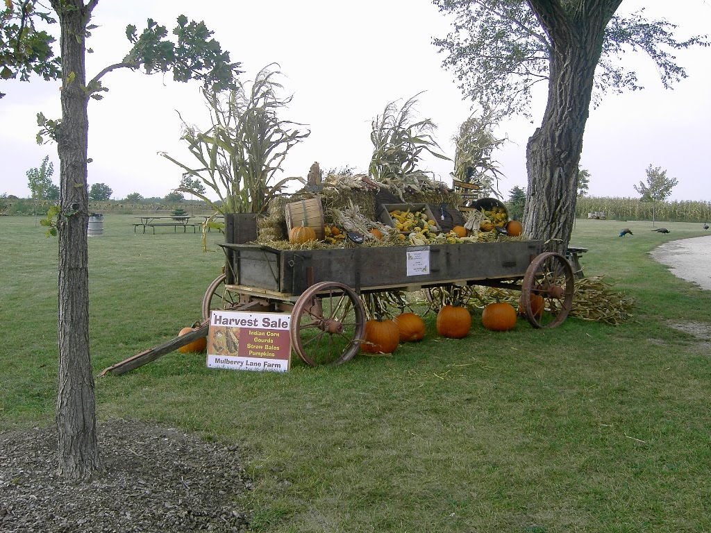 Mulberry Lane Farm Pick a Pumpkin at Mulberry Lane Farm