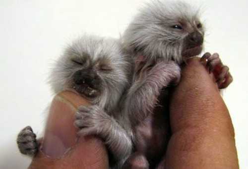 [cutest_smallest_animals_16_preview.jpg]