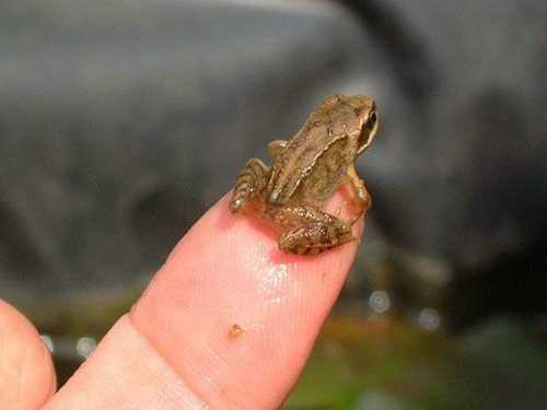 [cutest_smallest_animals_04_preview.jpg]