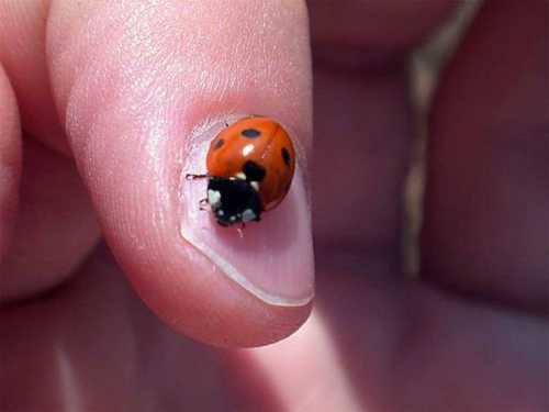 [cutest_smallest_animals_05_preview.jpg]
